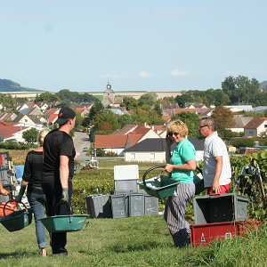 Vendanges a Vert Toulon