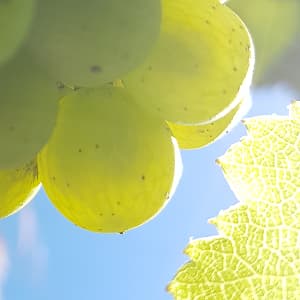 Les cépages de champagne, chardonnay pinot noir et meunier