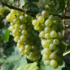 Chardonnay de champagne