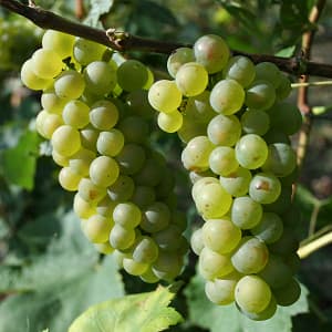 chardonnay de champagne