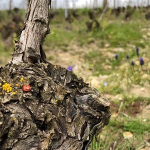 Coccinelle dans les vignes de Champagne en Mars pendant le liage et l apparition des bourgeons