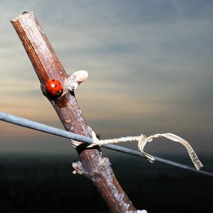 Le liage en Champagne pour controler la pousse de la vigne