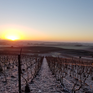 Lever de soleil sur les vignes gelées en décembre