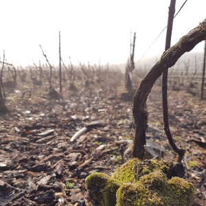 La champagne en fevrier