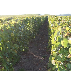 Les araignées tissent leur fil d ange entre les rayons de vigne