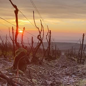 Lever de soleil sur les vignes taillées de Champagne