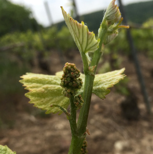 Inflorescence dans les vignes de champagne en mai