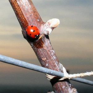 Dans les caves et vignes de champagne en mars, coccinelle au réveil dans les vignes