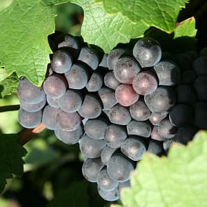 Cepage meunier en champagne