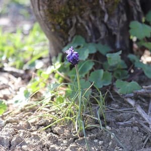 Muscari dans les vignes de Champagne