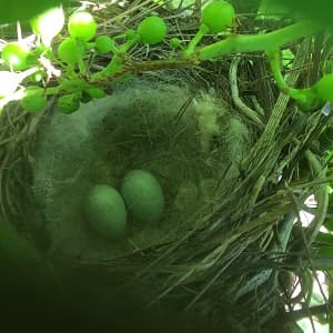 Chardonnay en Champagne avec nid de grive au milieu des raisins