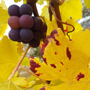 Couleurs d automne dans les vignes en Champagne au mois d octobre