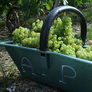 de beaux raisins pour un bon champagne