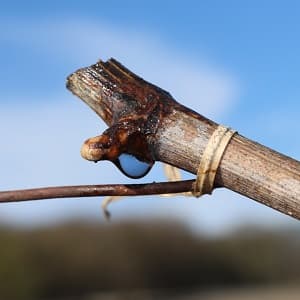 Pleurs de la vigne en Champagne après le liage