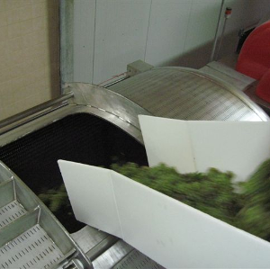 Raisin dans pressoir