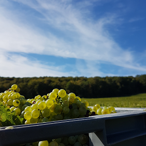 Caisse de raisins vendanges en champagne