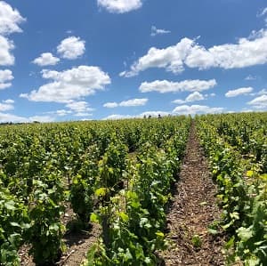 Randonnée dans les vignes de Champagne