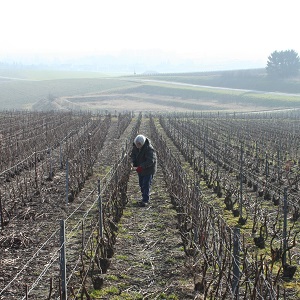 la taille en champagne