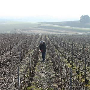 La taille des vignes en champagne pendant l hiver