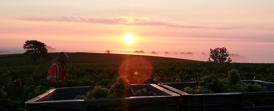 Vendanges au petit matin