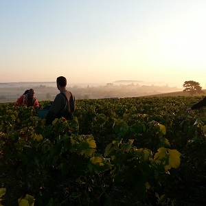 Vendange au lever du soleil en octobre