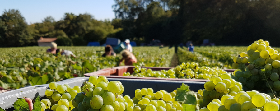 Vendanges en champagne