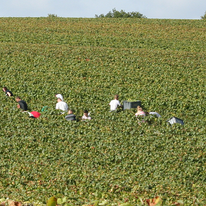 Vendangeurs au milieu des vignes