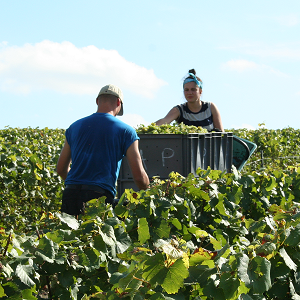 Vendangeurs et caisses de raisin