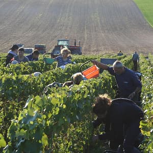 Les vendanges en Champagne dans les vignes