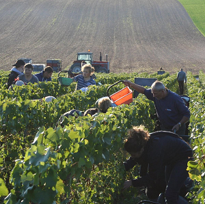 Vendangeurs et paniers de raisins