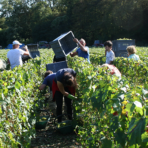 Vendangeurs en train de couper le raisin