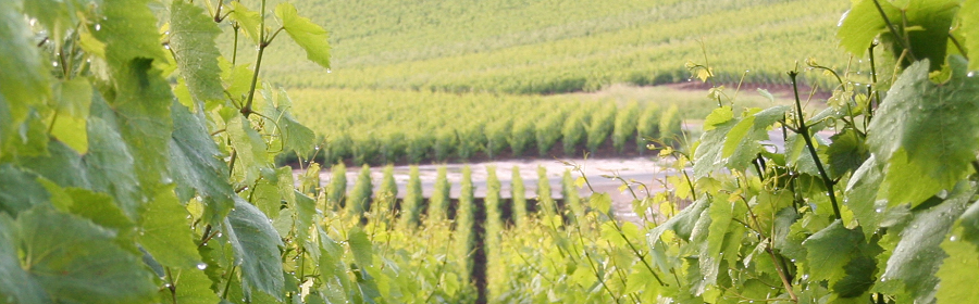 Terroir de Champagne