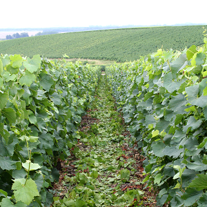 les raisins peuvent profiter de plus de soleil