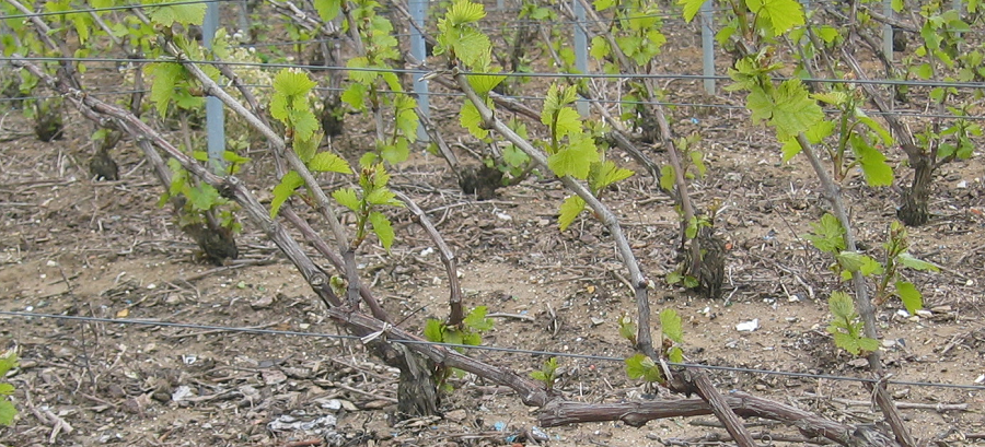 Une vigne de champagne avant ebourgeonnage