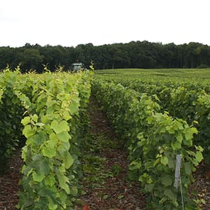Le rognage des vignes pour controler la pousse de la vigne