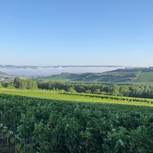 domaine Champagne de vignerons indépendants