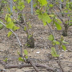 Ebourgeonnage ou comment retirer des bourgeons pour avoir de beaux raisins