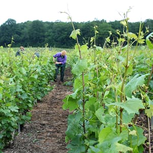 Le relevage et le palissage dans les vignes